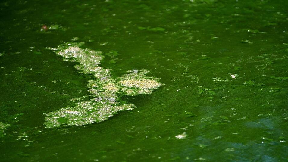 In mehreren Gew&auml;ssern im Landkreis Weilheim-Schongau warnt das Gesundheitsamt vor Blaualgen. (Symbolbild)