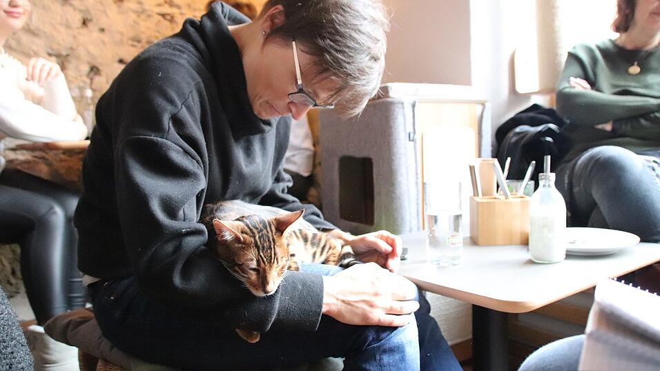 'Kaffee trinken mit Katzen' - das Regensburger Katzencaf&eacute; in der Oberm&uuml;nsterstra&szlig;e hat am 16. Januar er&ouml;ffnet.