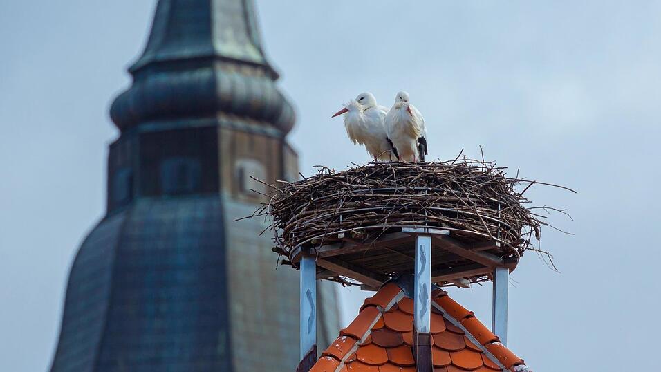 Ganz sch&ouml;n windig da oben: die St&ouml;rche am Weytterturm bei einer Verschnaufpause.