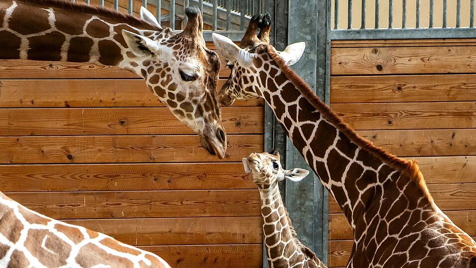 Bald darf Mumbi auch das Außengelände entdecken – zusammen mit ihrer Giraffenherde und anderen Tierarten wie Zebras, Gnus und Impalas. Bald darf Mumbi auch das Außengelände entdecken – zusammen mit ihrer Giraffenherde und anderen Tierarten wie Zebras, Gnus und Impalas.