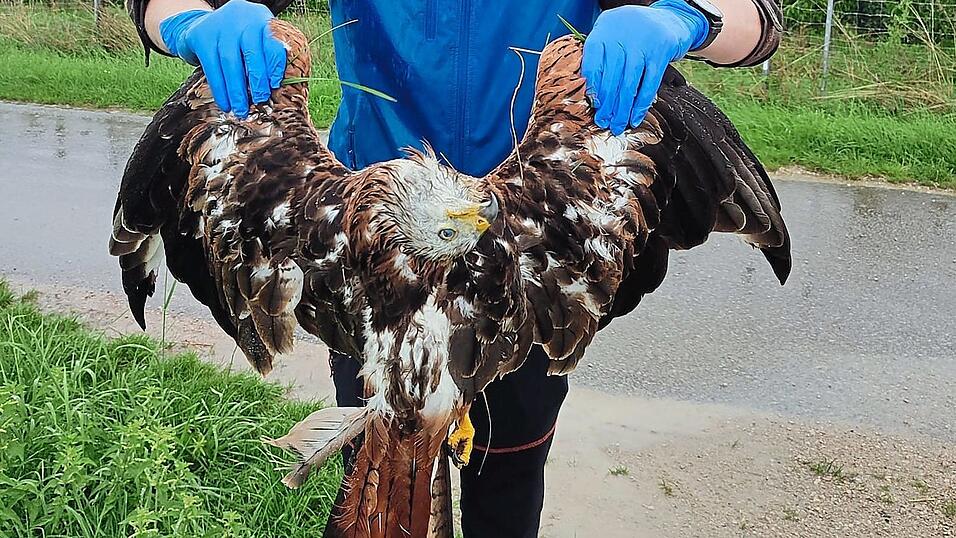 Kadaver eines Rotmilans, gefunden am 26. August 2023.