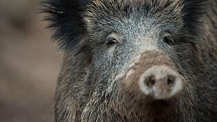 Ein Wildschwein hat in N&uuml;rnberg einen Polizeieinsatz ausgel&ouml;st. (Symbolbild)
