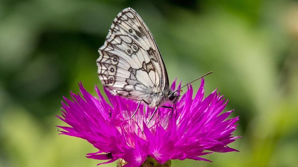 Der Schachbrettfalter Der Schachbrettfalter