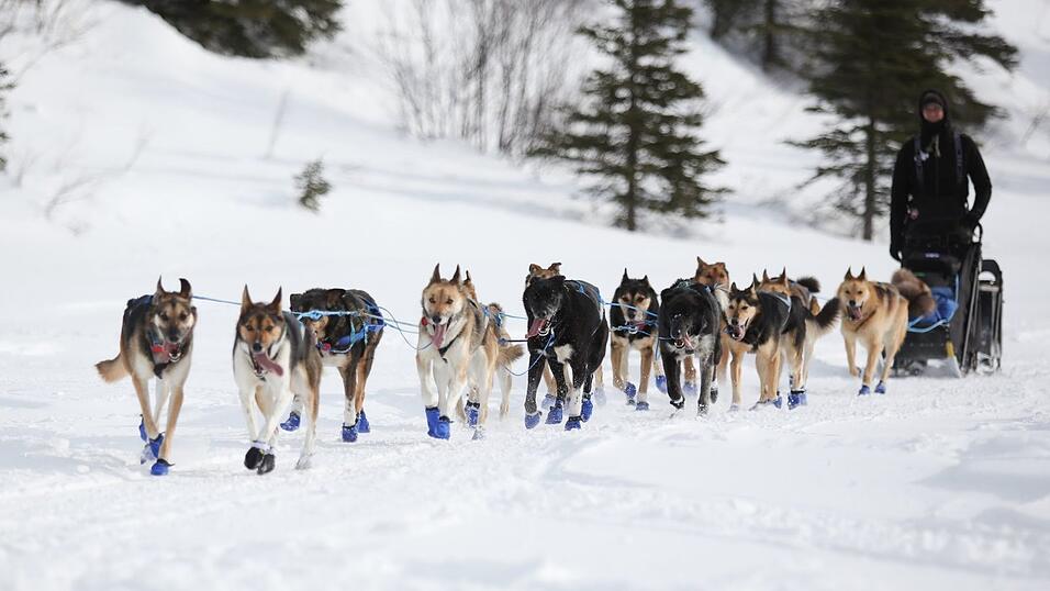 Wegen Schneemangels in Alaska wurde die Iditarod-Rennroute in diesem Jahr geändert. (Archivbild) Wegen Schneemangels in Alaska wurde die Iditarod-Rennroute in diesem Jahr geändert. (Archivbild)