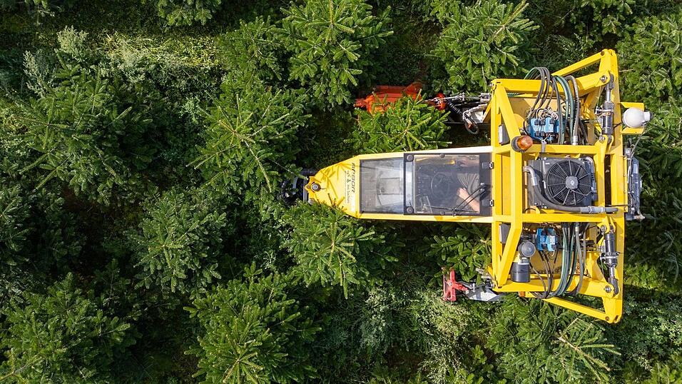 Mit seinem Baumschultraktor fährt Robert Kleinstäuber vom Weihnachtsbaumhandel «een Baum aus Sachsen» durch eine Plantage mit Nordmanntannen.