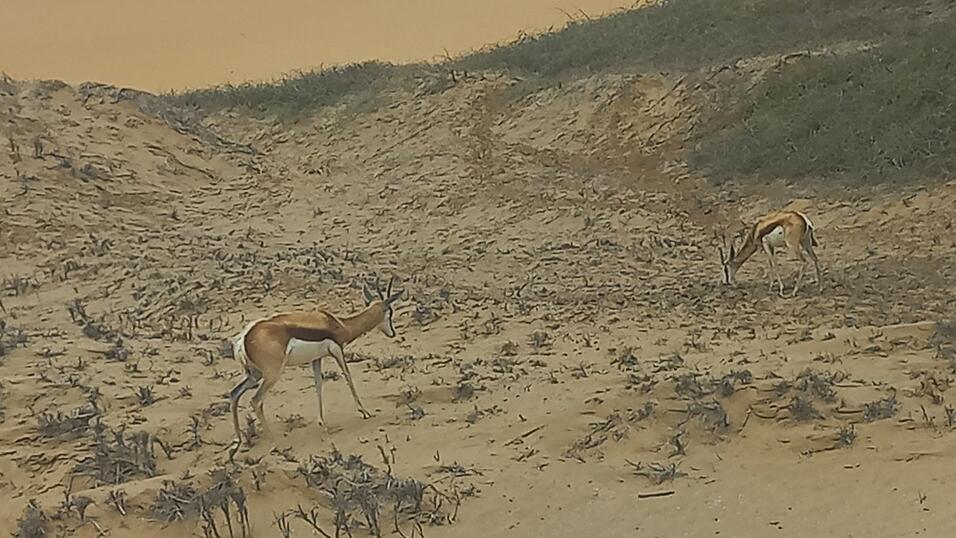 Eine Safari-Tour hat leider nicht geklappt, dafür hat Kati an der Küste unter anderem Flamingos, Seelöwen und Springböcke gesehen. 