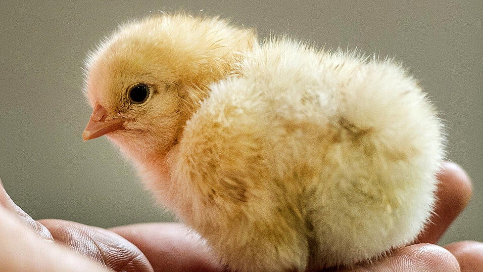 Männliche Küken haben oft ein sehr kurzes Leben.