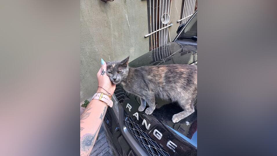 Man trifft sie wirklich überall an: Katzen in Istanbul.