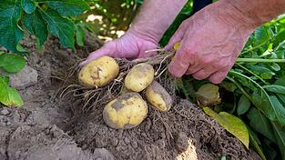 Kartoffelpflanzen werden auf einem Versuchsfeld kontrolliert. Kartoffelpflanzen werden auf einem Versuchsfeld kontrolliert.