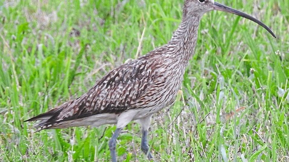 Der große Brachvogel. Der große Brachvogel.