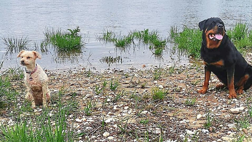 Die Hundesteuer in Stephansposching wird für den ersten Hund auf 20 Euro angehoben. Kampfhunde, wie beispielsweise Rottweiler, kosten zukünftig 250 Euro jährlich. Die Hundesteuer in Stephansposching wird für den ersten Hund auf 20 Euro angehoben. Kampfhunde, wie beispielsweise Rottweiler, kosten zukünftig 250 Euro jährlich.