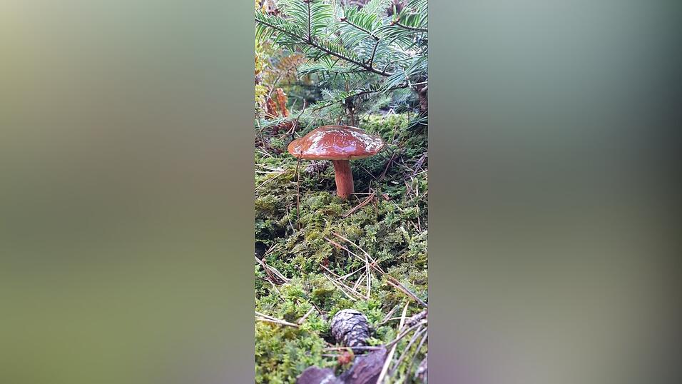 Unsere Leserin Petra Staudinger wurde in Mödlsbach fündig. Unsere Leserin Petra Staudinger wurde in Mödlsbach fündig.