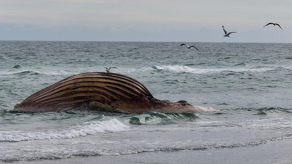 Seit Wochen liegt der Wal-Kadaver vor Anholt. Ein Transportversuch scheiterte. Seit Wochen liegt der Wal-Kadaver vor Anholt. Ein Transportversuch scheiterte.
