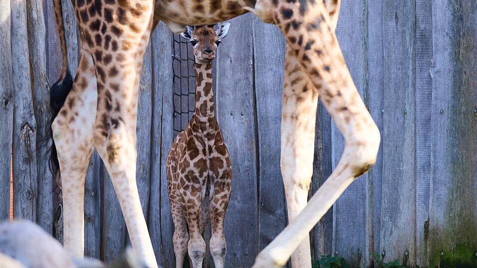 Lange Beine, wacher Blick - die kleine Giraffe bleibt immer bei ihrer Mutter. Lange Beine, wacher Blick - die kleine Giraffe bleibt immer bei ihrer Mutter.