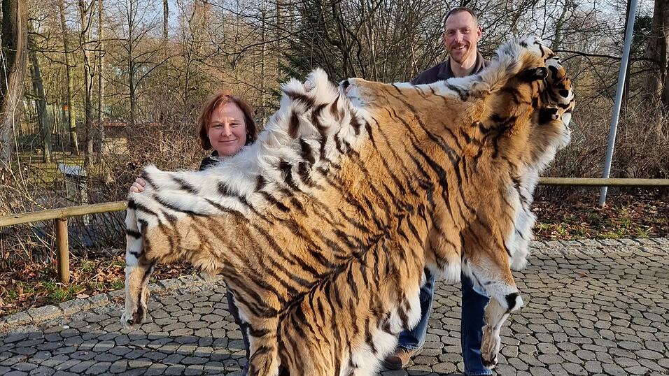 Zoop&auml;dagogin Michaela Gauderer zusammen mit dem neuen Tiergartendirektor Dr. Michel Delling und dem Fell des verstorbenen Tigers Claudius.