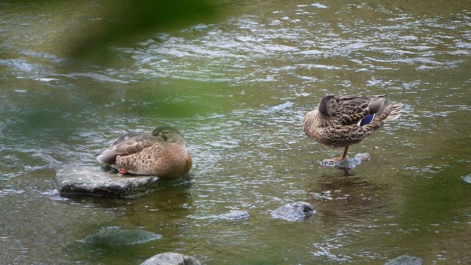 Wunderschönes Ausflugsziel in Passau: die Halser Ilzschleifen. Wunderschönes Ausflugsziel in Passau: die Halser Ilzschleifen.