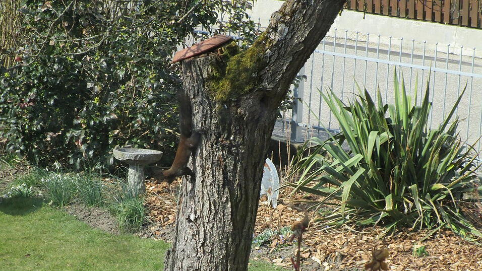 Jagdszene im heimischen Garten in Altdorf.