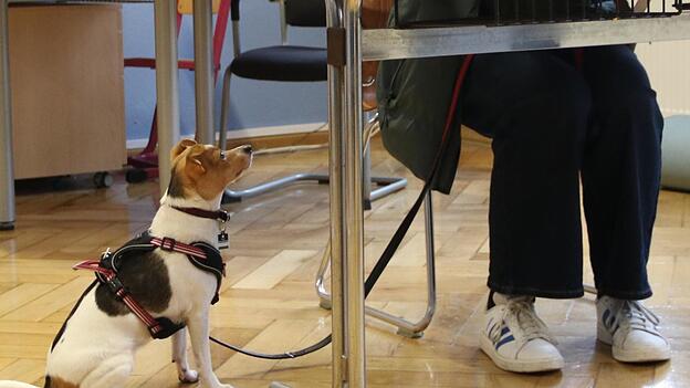 Was kreuzt das Frauchen da an?, fragt sich dieser kleine Hund wohl am Sonntagnachmittag in der Grundschule St. Jakob. Was kreuzt das Frauchen da an?, fragt sich dieser kleine Hund wohl am Sonntagnachmittag in der Grundschule St. Jakob.