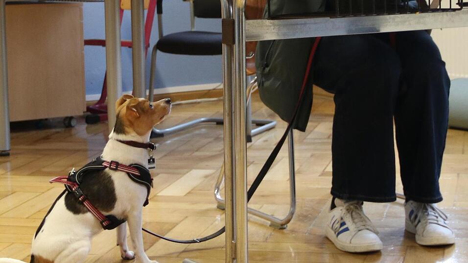 Was kreuzt das Frauchen da an?, fragt sich dieser kleine Hund wohl am Sonntagnachmittag in der Grundschule St. Jakob.