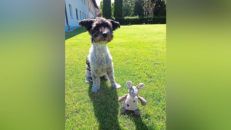 Blieb bisher von Giftködern zum Glück verschont: Redaktionshund Paulchen. Blieb bisher von Giftködern zum Glück verschont: Redaktionshund Paulchen.