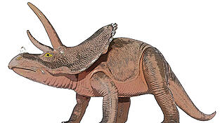 Der Triceratops z&auml;hlt zu den bekanntesten Dinosauriern der sp&auml;ten Kreidezeit. (Symbolfoto: Imago)
