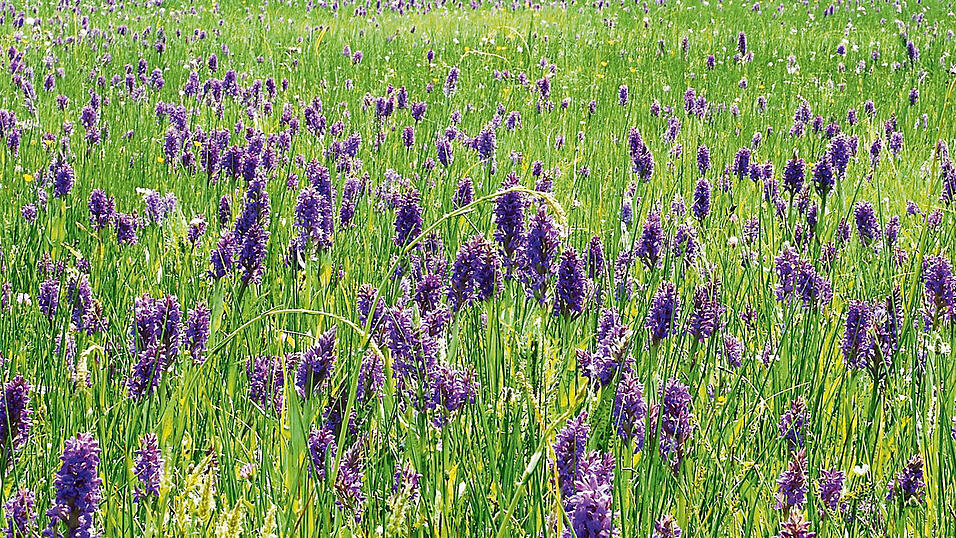 Wunderschöne Orchideenwiesen? Künftig möglicherweise nicht mehr da: Damit diese heimischen Pflanzen wachsen können, muss auf der Wiese zu einem bestimmten Zeitpunkt gemäht werden. Archivfoto:
