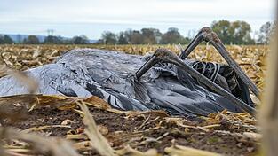Die Vogelgrippe geht um (Symbolfoto). Im Regensburger Landratsamt ist man wachsam. Die Vogelgrippe geht um (Symbolfoto). Im Regensburger Landratsamt ist man wachsam.