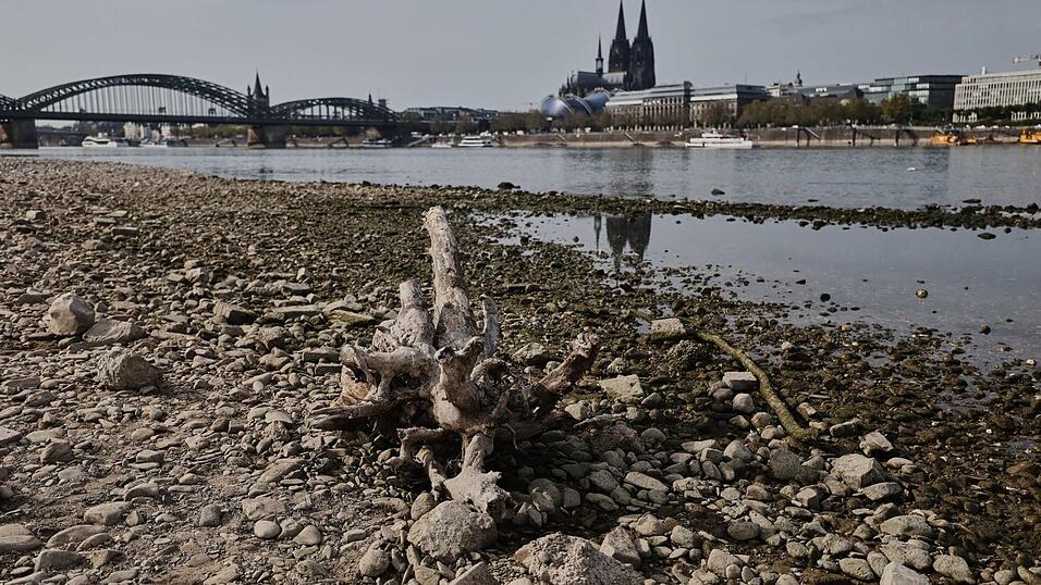 Das Niedrigwasser am Rhein bremste die deutsche Wirtschaft - dennoch legte sie im Sommer zu. (Archivbild) Das Niedrigwasser am Rhein bremste die deutsche Wirtschaft - dennoch legte sie im Sommer zu. (Archivbild)