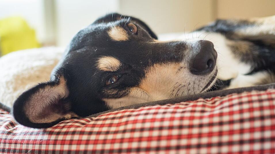 Die Mehrheit der Haustiere schl&auml;ft laut Umfrage in einem eigenen K&ouml;rbchen. (Archivbild)