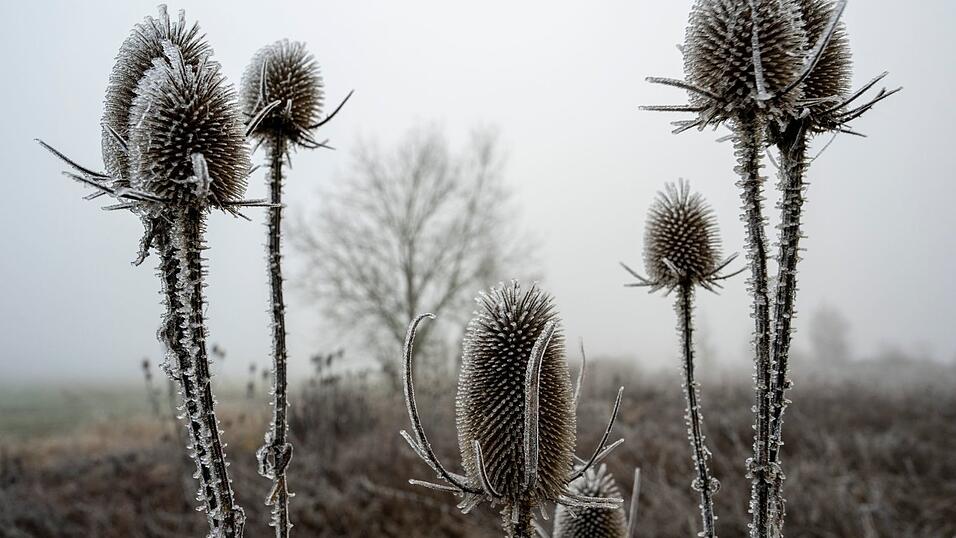 &laquo;Zunehmend winterlich kalt&raquo;, lautet die Vorhersage des Deutschen Wetterdiensts (DWD) f&uuml;r die n&auml;chsten Tage.
