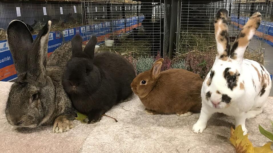 Zu bestaunen gibt es 15 verschiedene Kaninchenrassen in den einzelnen Farbenschl&auml;gen