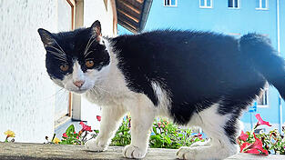 Stupsi l&auml;sst es heute eher ruhig angehen. Spazierg&auml;nge und Streicheleinheiten mag sie jedoch nach wie vor.