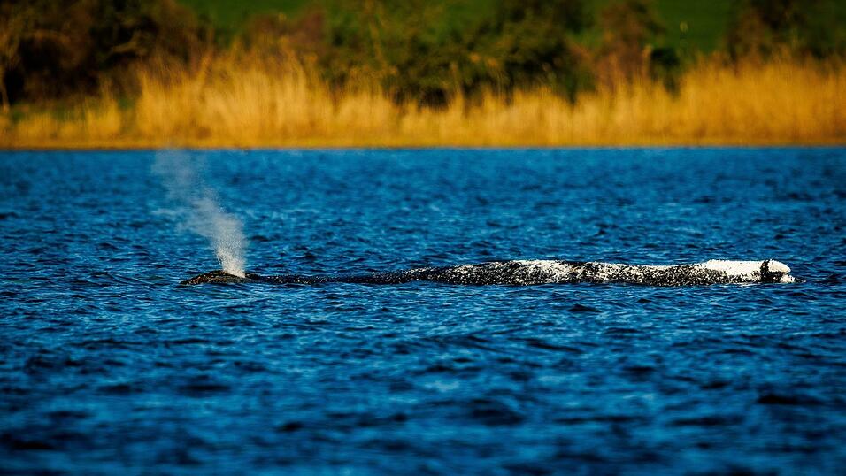 Der Buckelwal liegt unverändert im Flachwasser vor der Insel Poel. Der Buckelwal liegt unverändert im Flachwasser vor der Insel Poel.