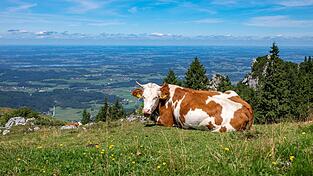 Das heitere Wetter eignet sich gut für einen Sonntagsspaziergang. Das heitere Wetter eignet sich gut für einen Sonntagsspaziergang.