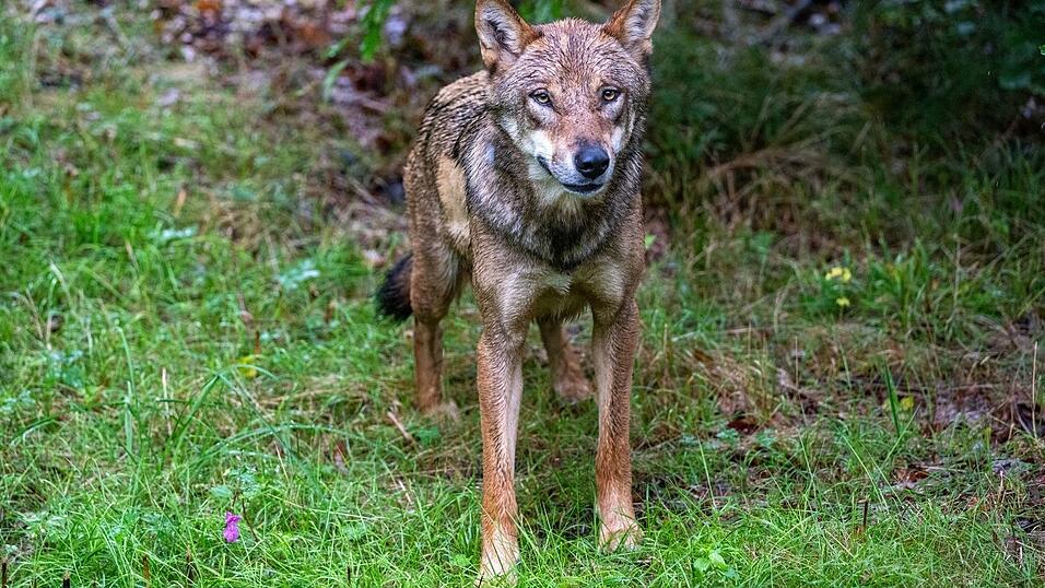 Der Wolf soll ins bayerische Jagdrecht aufgenommen werden. (Symbolbild)