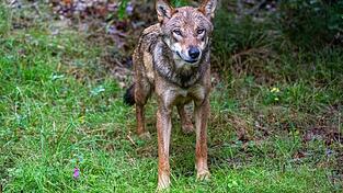 Der Wolf soll ins bayerische Jagdrecht aufgenommen werden. (Symbolbild)
