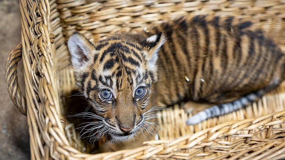 Das kleine Mädchen ist zwei Monate alt. Das kleine Mädchen ist zwei Monate alt.