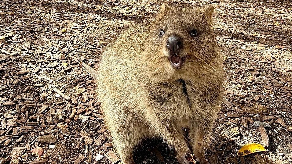 Die Tiere aus der Familie der Kängurus hüpfen auf Rottnest Island überall herum.