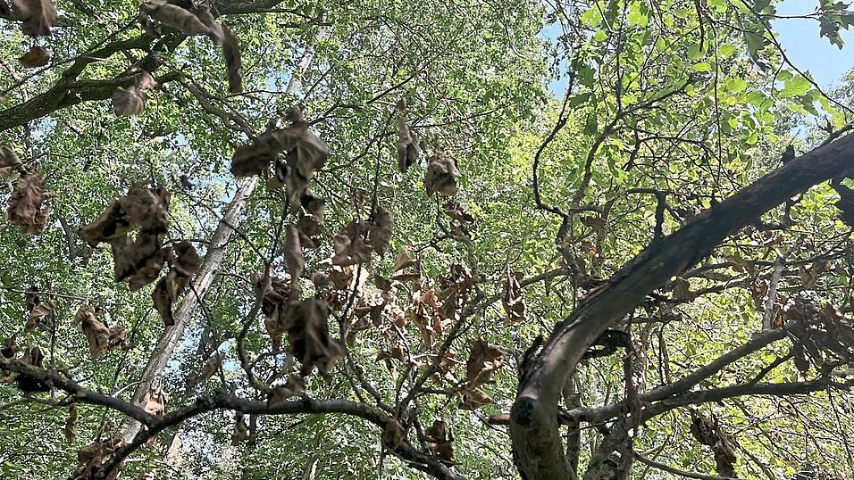 Apfelbäume werfen ihre Früchte ab und bekommen braune Blätter. Apfelbäume werfen ihre Früchte ab und bekommen braune Blätter.
