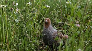 Das in seinem Bestand gefährdete Rebhuhn ist zum Vogel des Jahres gewählt worden. (Archivbild)