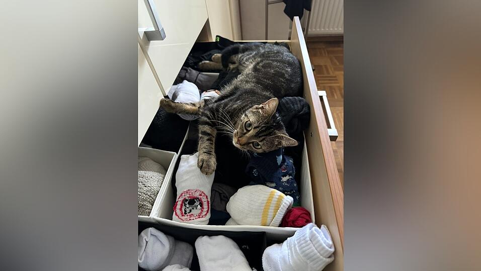 Manche Katzen sind sehr besonders: Im Sockenschub des Herrchens ist es aber auch sehr bequem... Manche Katzen sind sehr besonders: Im Sockenschub des Herrchens ist es aber auch sehr bequem...