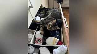 Manche Katzen sind sehr besonders: Im Sockenschub des Herrchens ist es aber auch sehr bequem...