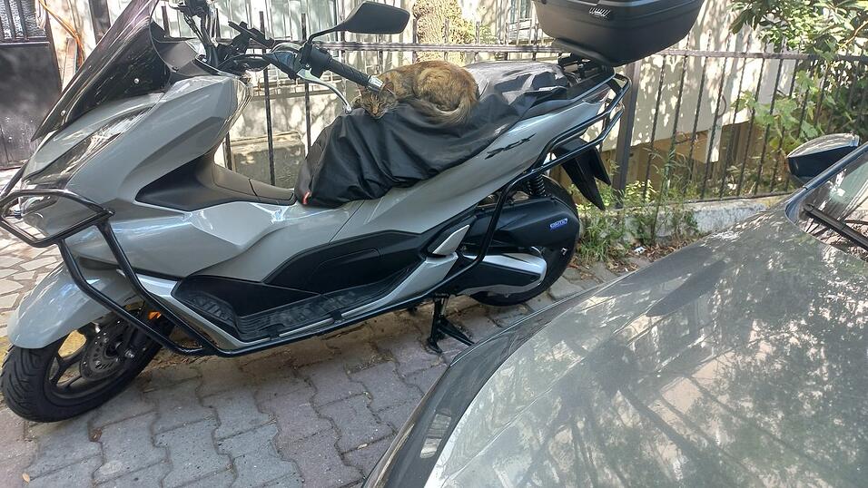 Man trifft sie wirklich überall an: Katzen in Istanbul.
