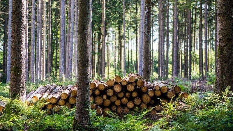 Am Mittwochmittag ist eine Person im Landkreis Deggendorf bei Baumfällarbeiten ums Leben gekommen. (Symbolbild) Am Mittwochmittag ist eine Person im Landkreis Deggendorf bei Baumfällarbeiten ums Leben gekommen. (Symbolbild)