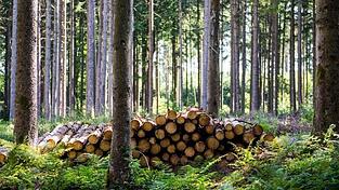 Am Mittwochmittag ist eine Person im Landkreis Deggendorf bei Baumfällarbeiten ums Leben gekommen. (Symbolbild) Am Mittwochmittag ist eine Person im Landkreis Deggendorf bei Baumfällarbeiten ums Leben gekommen. (Symbolbild)