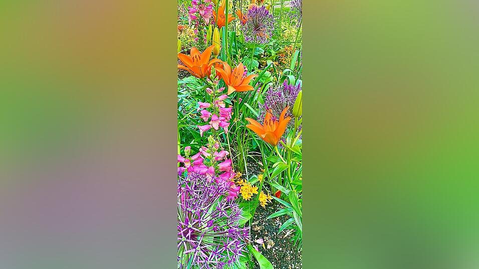 Eine Bl&uuml;tenpracht, fotografiert von Peter Fischer.