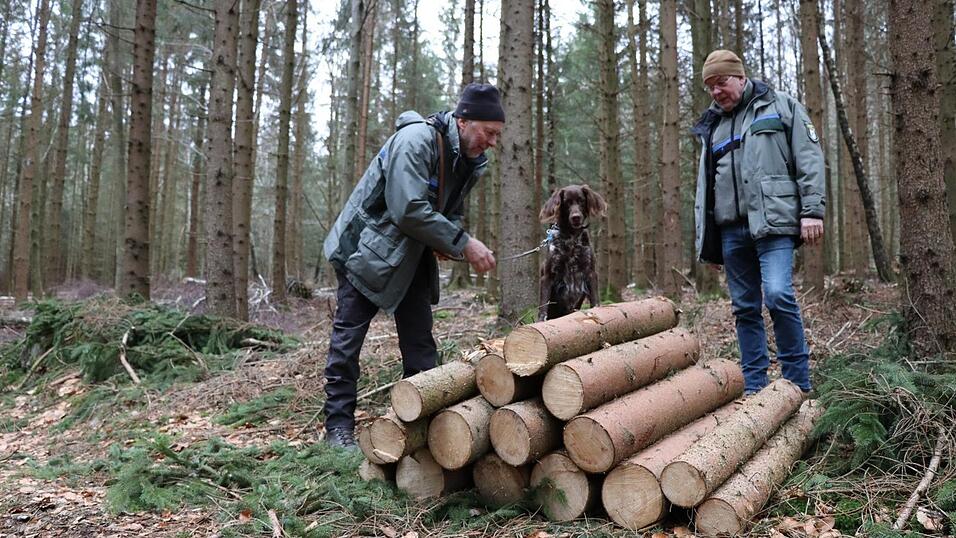 Forstdirektor Arthur Bauer und Förster Renso Eck freuen sich über die fleißigen Selbstwerber im Spitalwald. Dank ihnen hat der Borkenkäfer wenig Chancen. Forstdirektor Arthur Bauer und Förster Renso Eck freuen sich über die fleißigen Selbstwerber im Spitalwald. Dank ihnen hat der Borkenkäfer wenig Chancen.
