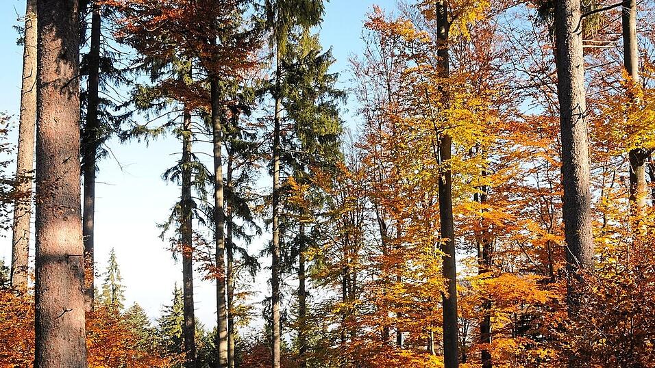 Laub- und Nadelb&auml;ume nebeneinander: Der Umbau zum Mischwald ist in Zeiten des Klimawandels notwendig.