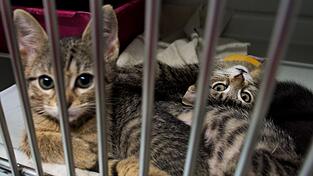 Neun Wochen alte Katzenbabys, die in einem Pappkarton an einem Supermarkt-Mülleimer gefunden wurden, liegen in der Quarantänestation vom Katzenhaus im Tierheim in Hannover (Niedersachsen).