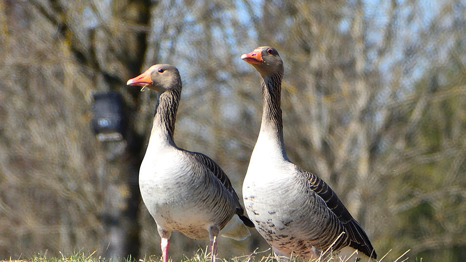 Liebespaar bei Vilsheim.